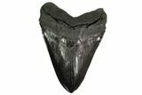 Giant, Fossil Megalodon Tooth - South Carolina #157850-1